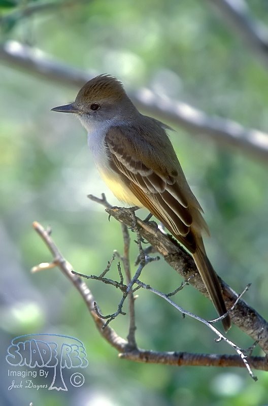 Ash-Throated Flycatcher - Myiarchus cinerascens