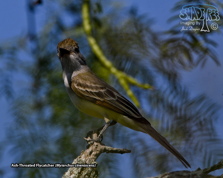 Ash-Throated Flycatcher - Myiarchus cinerascens