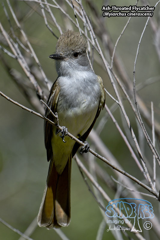 Ash-Throated Flycatcher - Myiarchus cinerascens