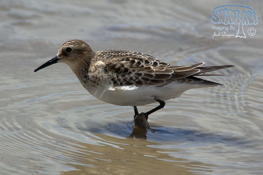 Baird's Sandpiper - Calidris bairdii
