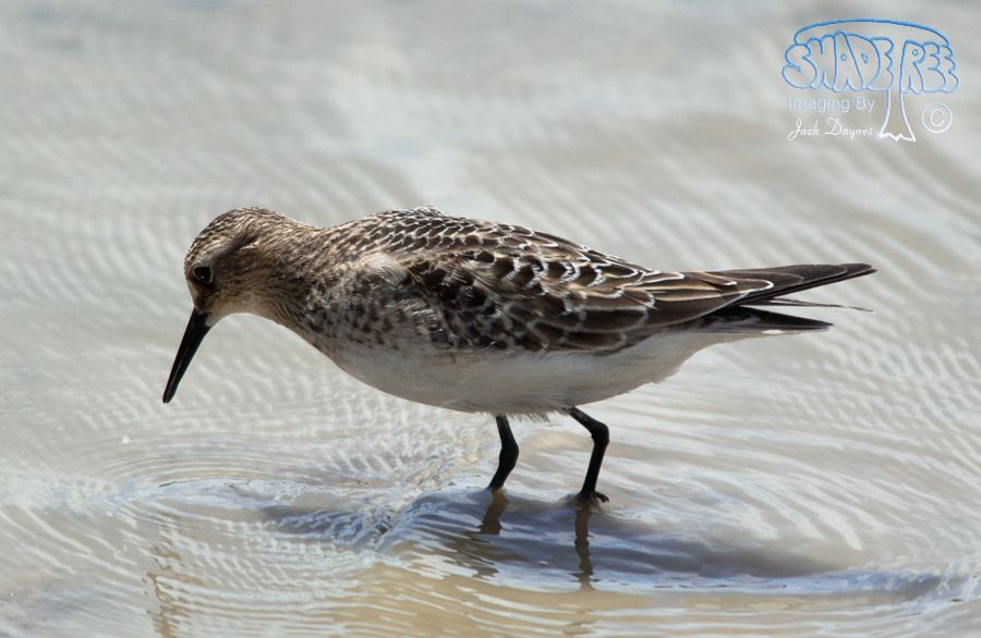 Baird's Sandpiper - Calidris bairdii