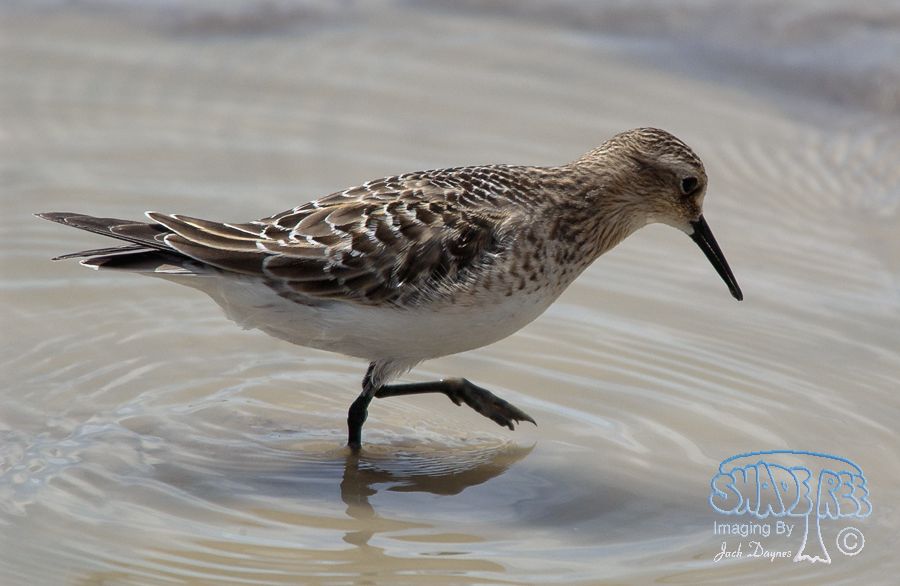 Baird's Sandpiper - Calidris bairdii