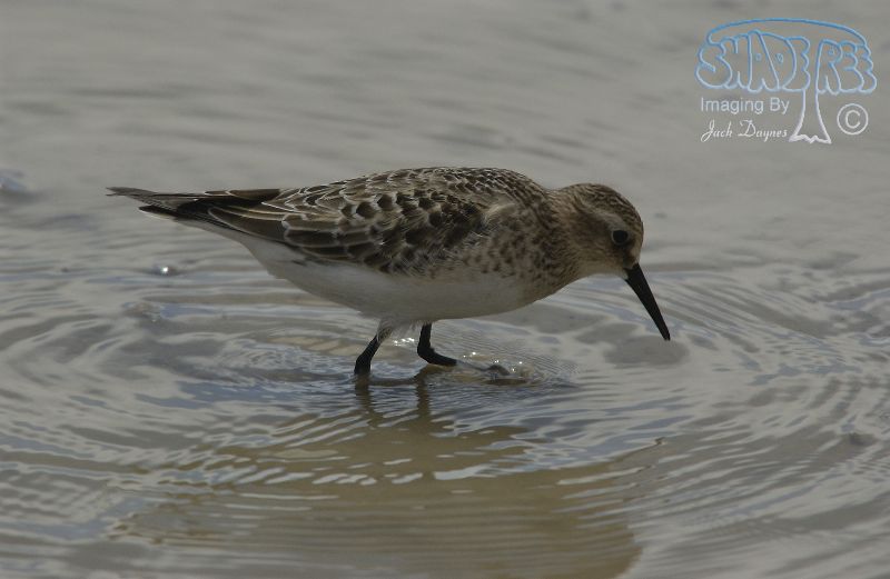 Baird's Sandpiper - Calidris bairdii