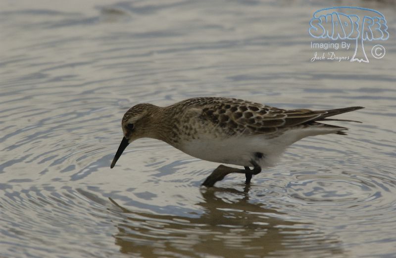 Baird's Sandpiper - Calidris bairdii