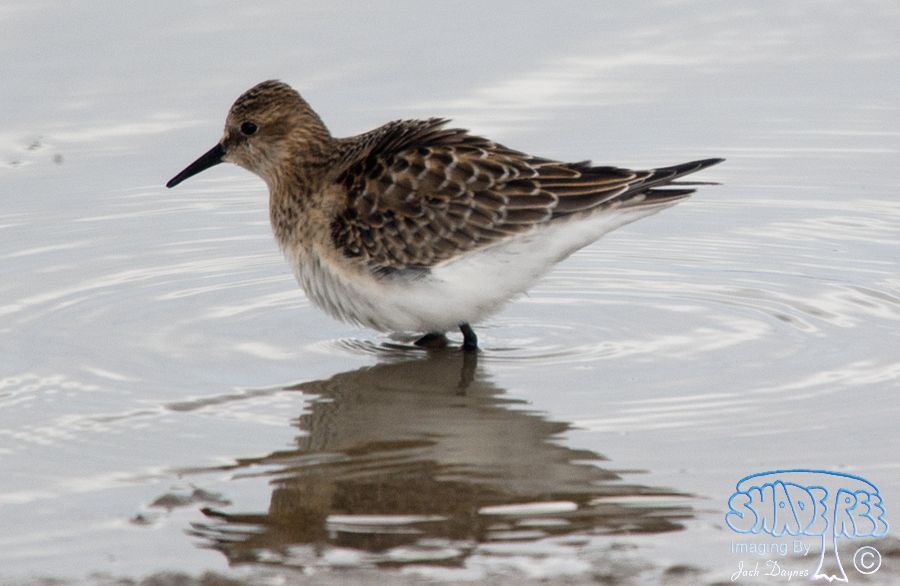Baird's Sandpiper - Calidris bairdii