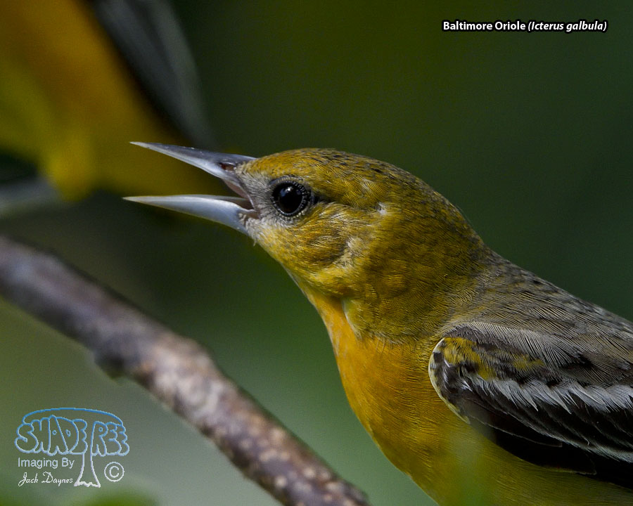 Baltimore Oriole - Icterus galbula