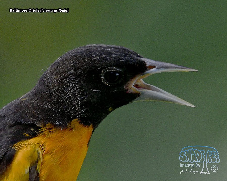 Baltimore Oriole - Icterus galbula
