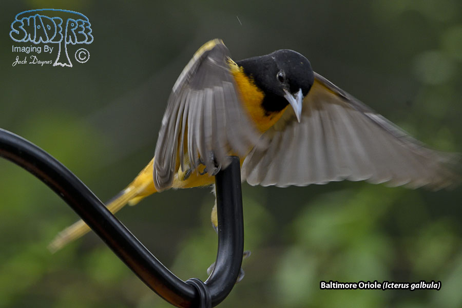 Baltimore Oriole - Icterus galbula