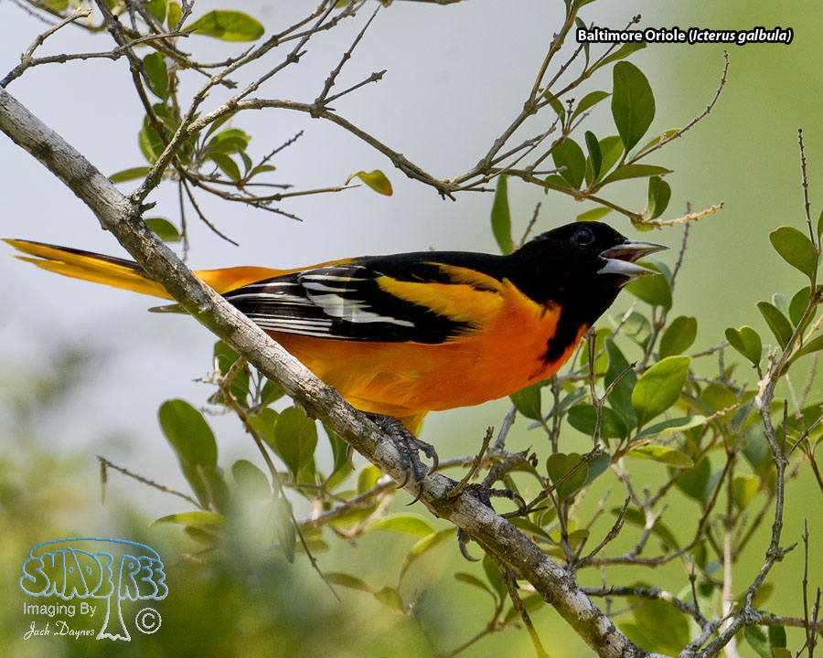 Baltimore Oriole - Icterus galbula