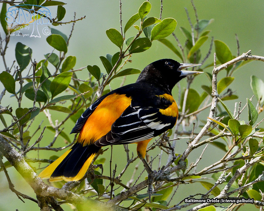 Baltimore Oriole - Icterus galbula