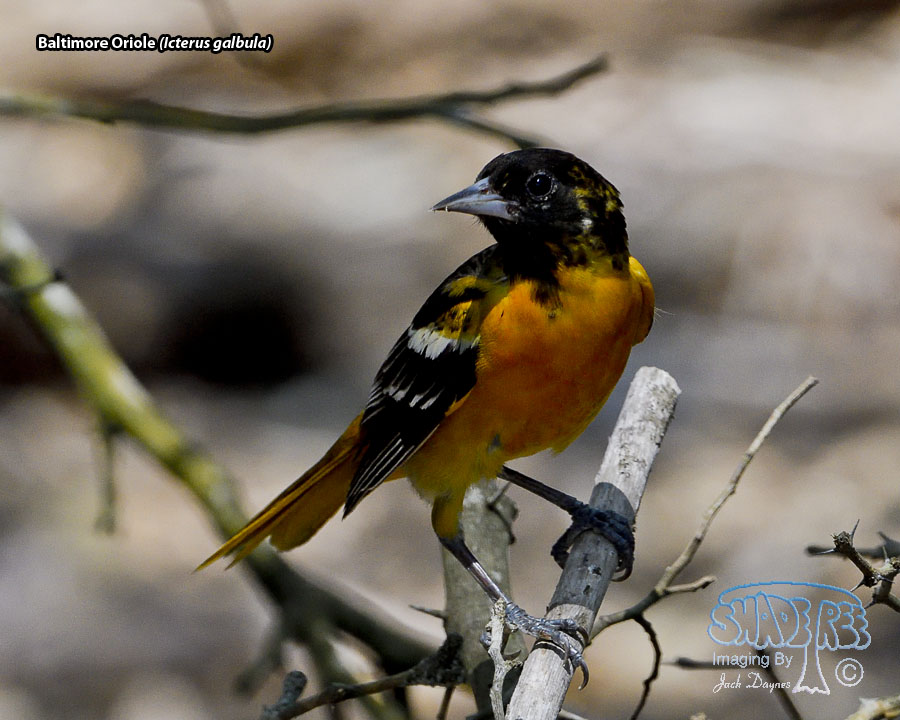 Baltimore Oriole - Icterus galbula
