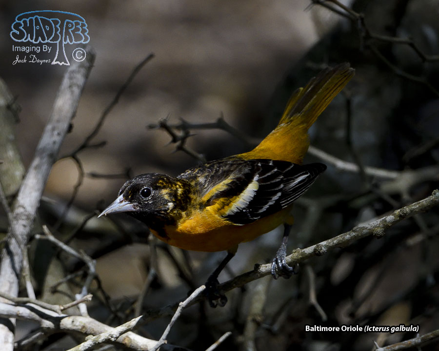 Baltimore Oriole - Icterus galbula