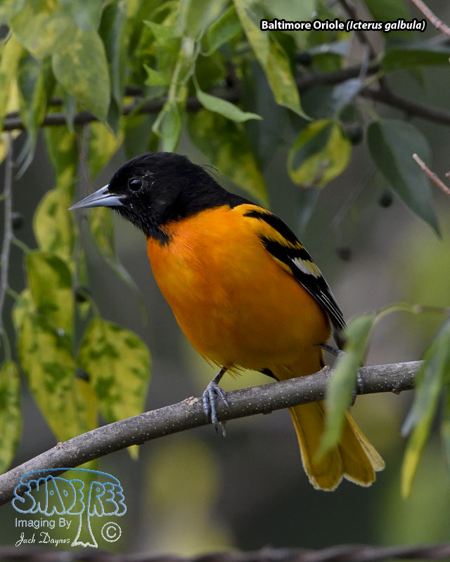 Baltimore Oriole - Icterus galbula