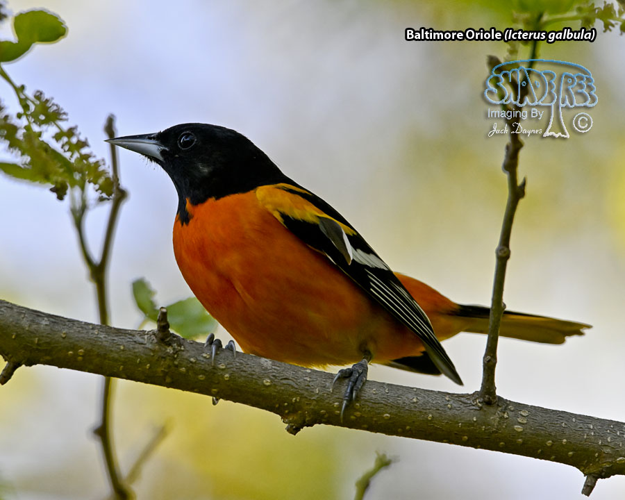 Baltimore Oriole - Icterus galbula