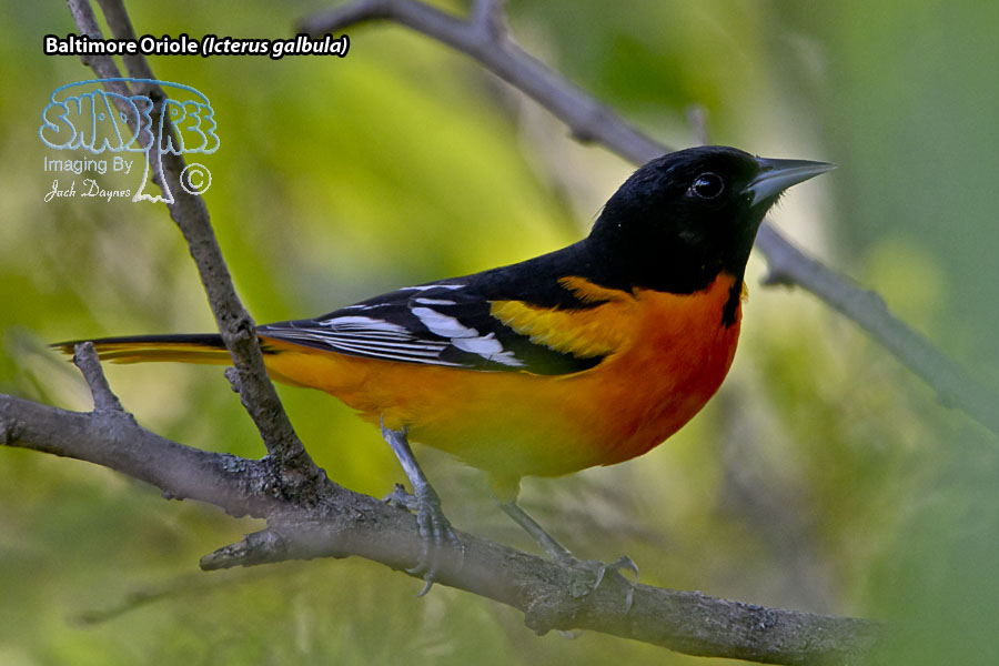 Baltimore Oriole - Icterus galbula