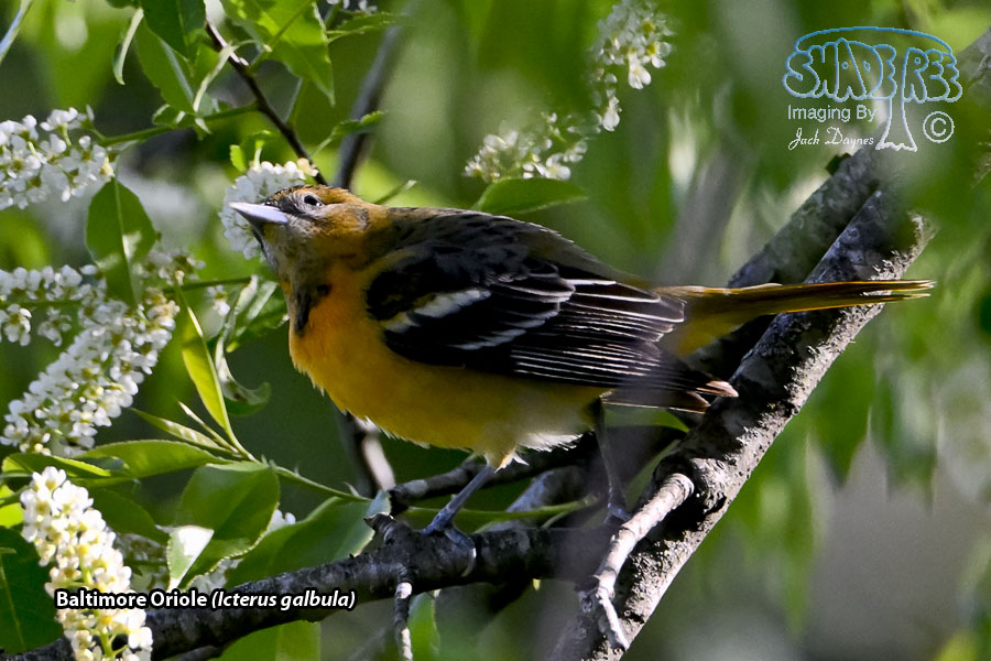 Baltimore Oriole - Icterus galbula