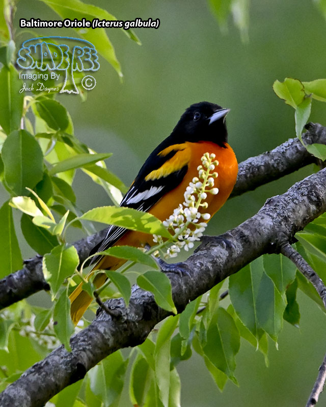 Baltimore Oriole - Icterus galbula