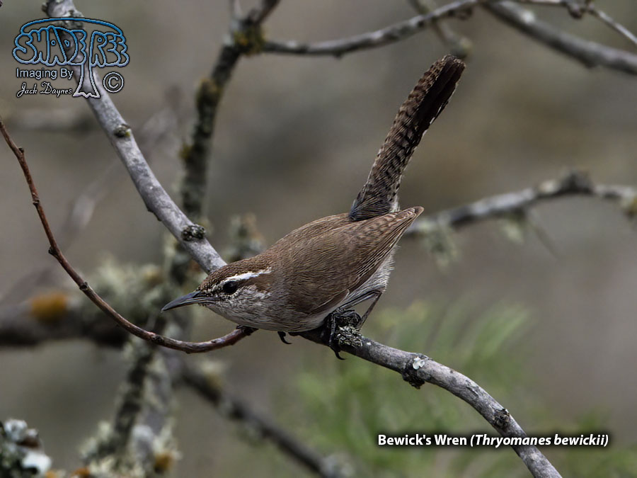 Bewick's Wren - Thryomanes bewickii
