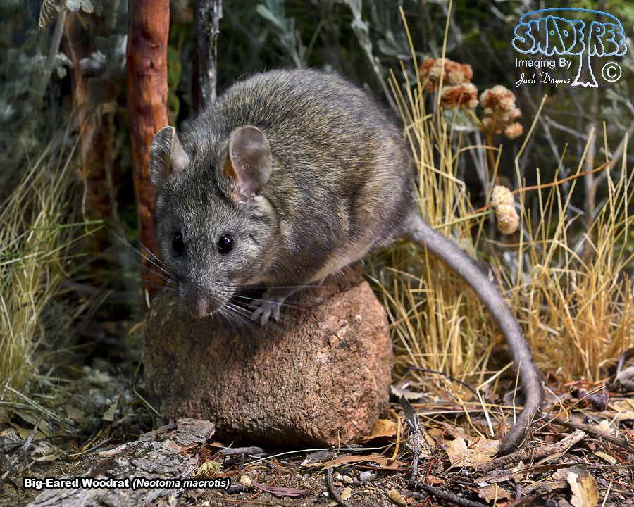 Big-Eared Woodrat - Neotoma macrotis
