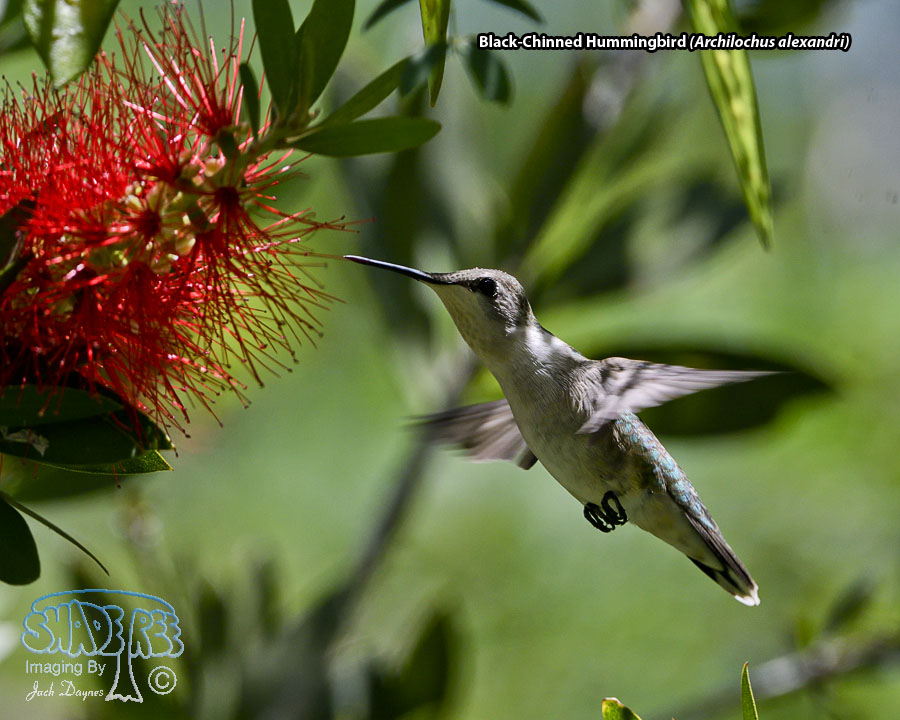 Black-Chinned Hummingbird - Archilochus alexandri