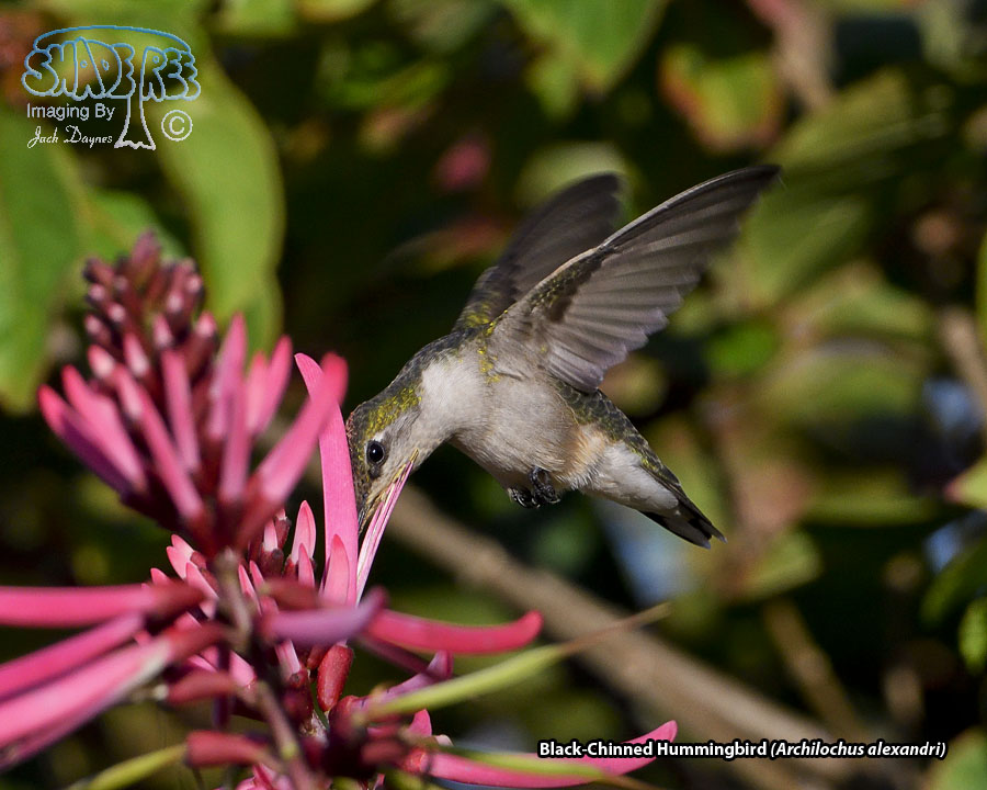 Black-Chinned Hummingbird - Archilochus alexandri
