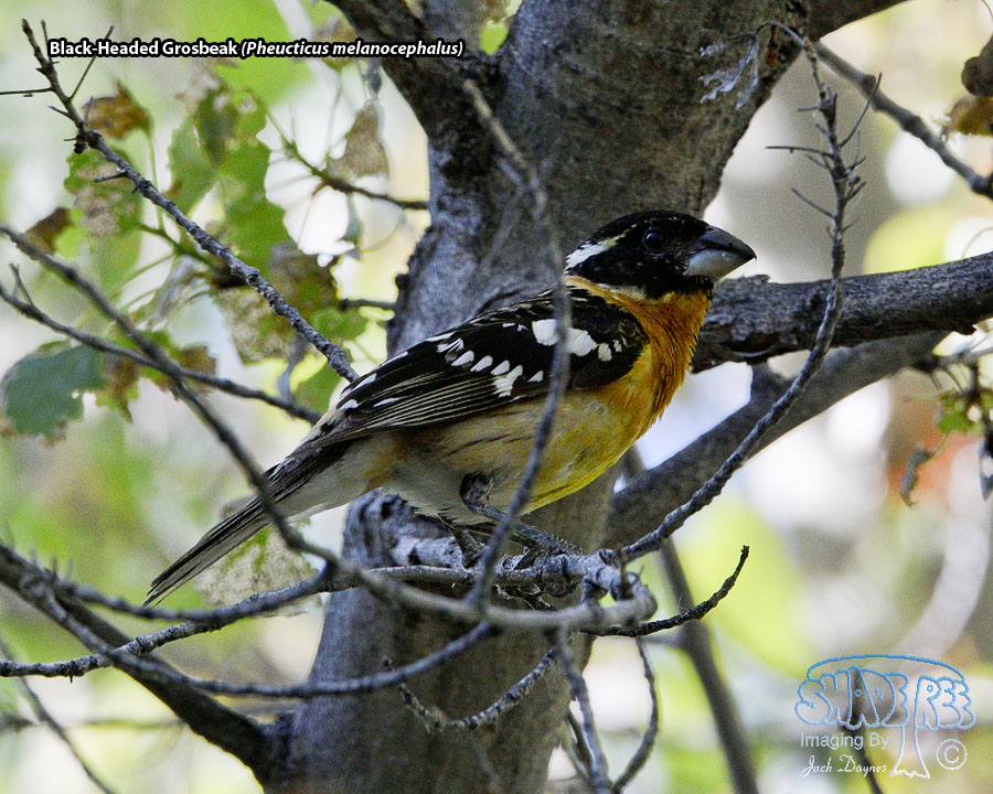 Black-Headed Grosbeak - Pheucticus melanocephalus