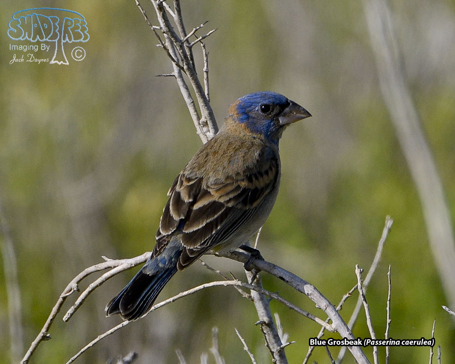Blue Grosbeak - Passerina caerulea
