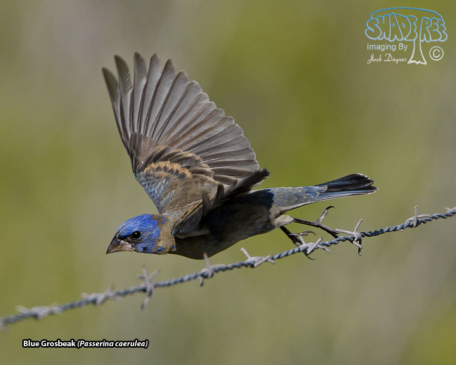 Blue Grosbeak - Passerina caerulea