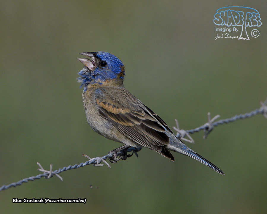Blue Grosbeak - Passerina caerulea