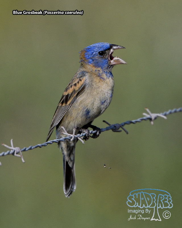 Blue Grosbeak - Passerina caerulea
