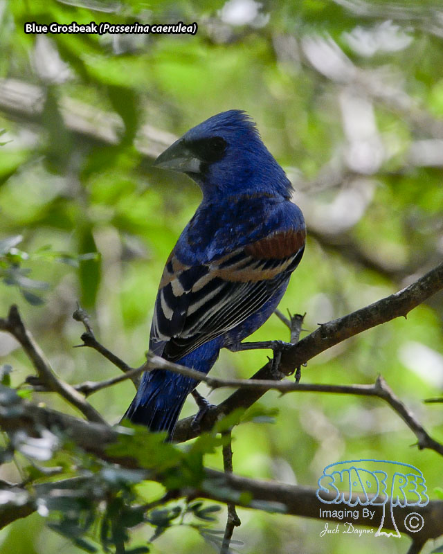 Blue Grosbeak - Passerina caerulea