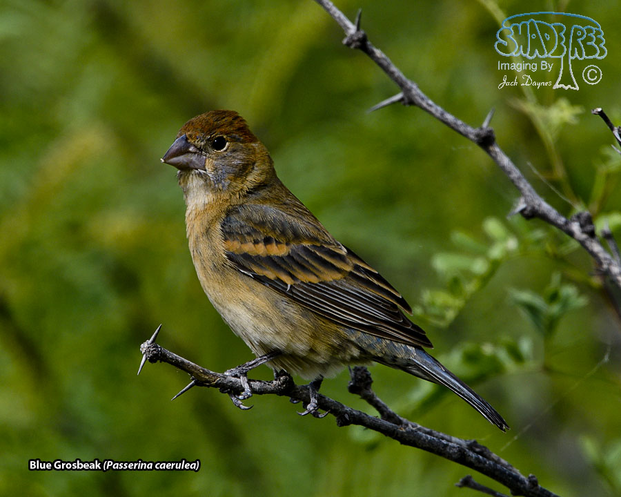 Blue Grosbeak - Passerina caerulea
