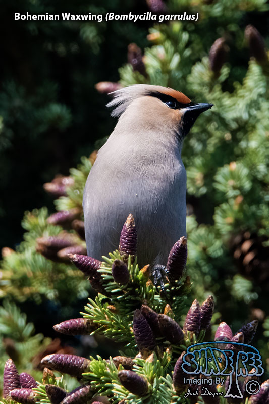 Bohemian Waxwing - Bombycilla garrulus