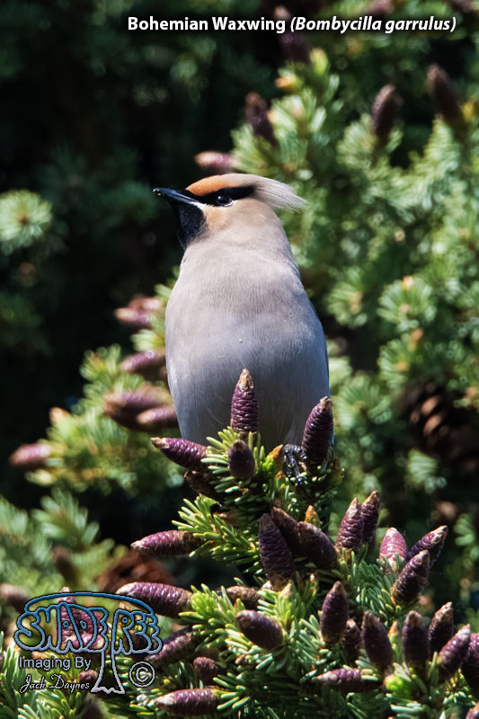 Bohemian Waxwing - Bombycilla garrulus