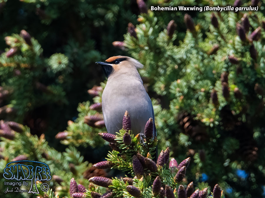 Bohemian Waxwing - Bombycilla garrulus