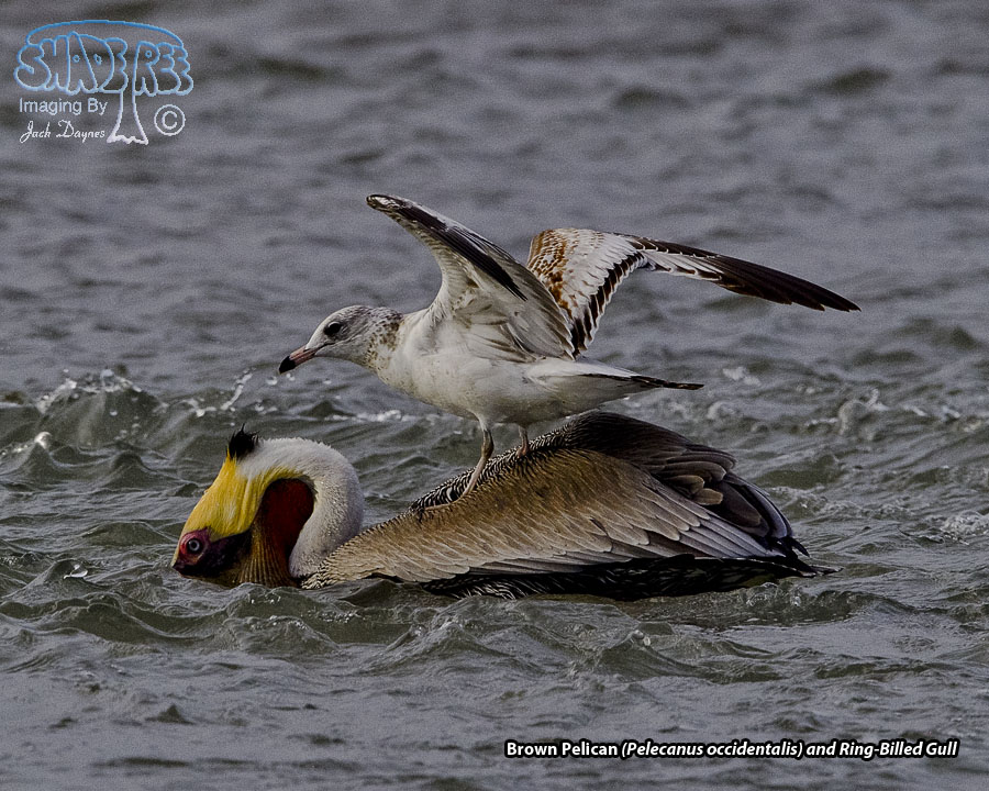 Brown Pelican - Pelecanus occidentalis