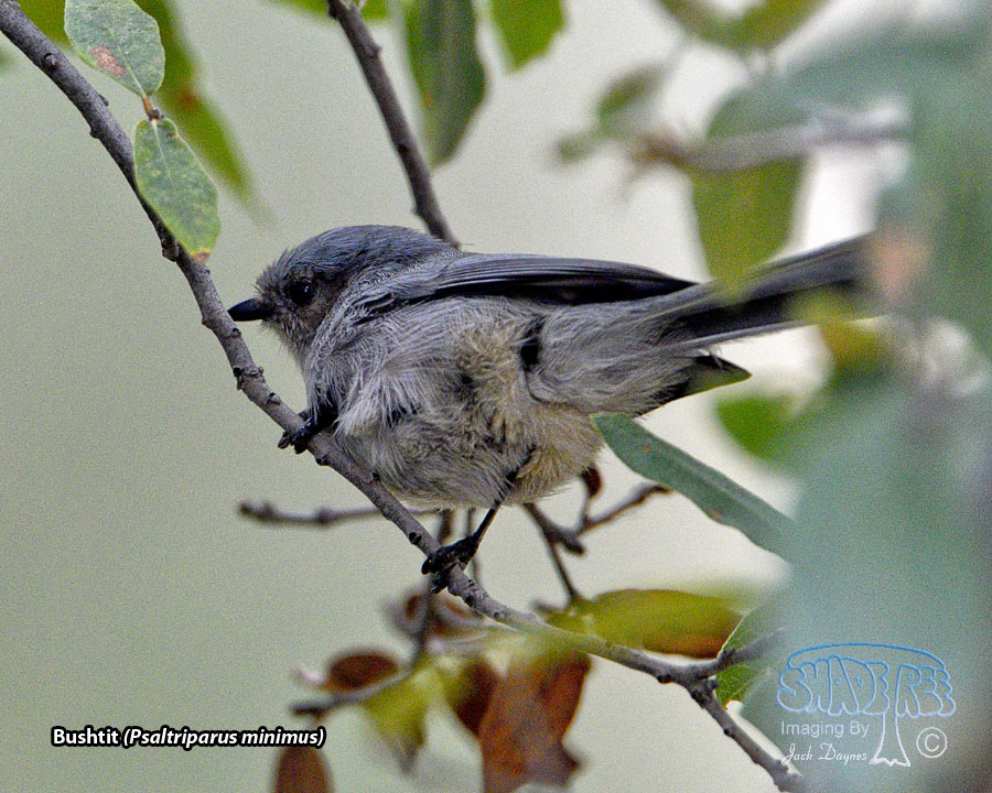Bushtit - Psaltriparus minimus