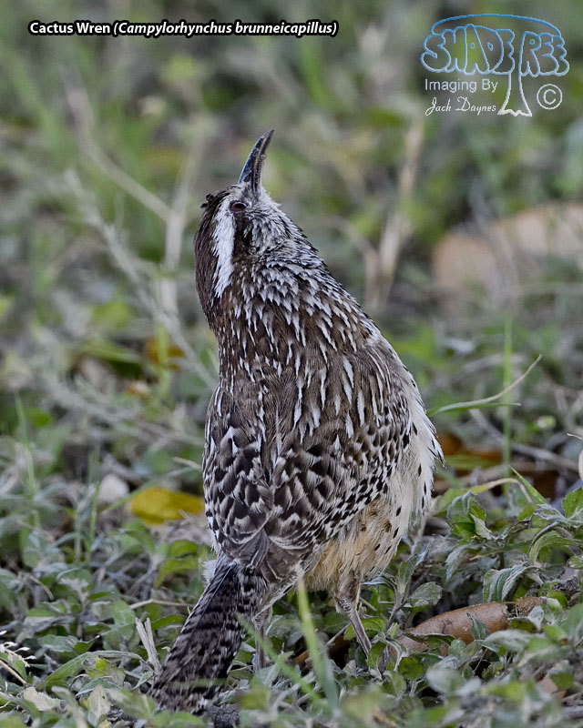 Cactus Wren - Campylorhynchus brunneicapillus