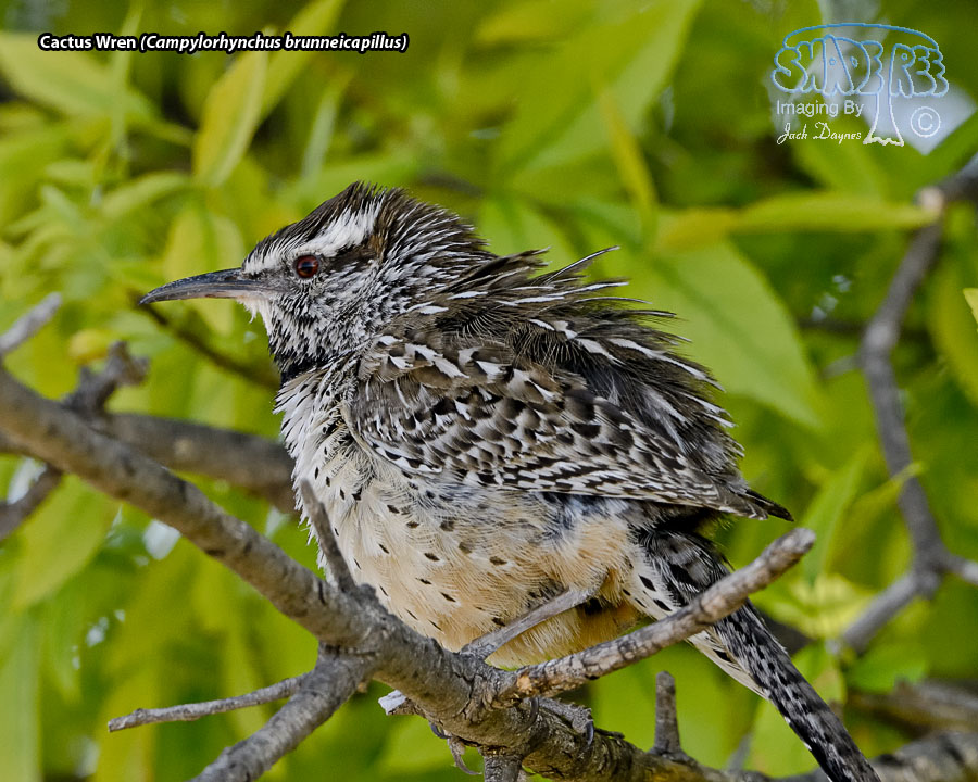 Cactus Wren - Campylorhynchus brunneicapillus
