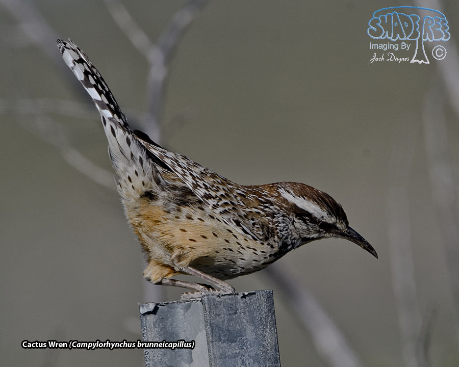 Cactus Wren - Campylorhynchus brunneicapillus