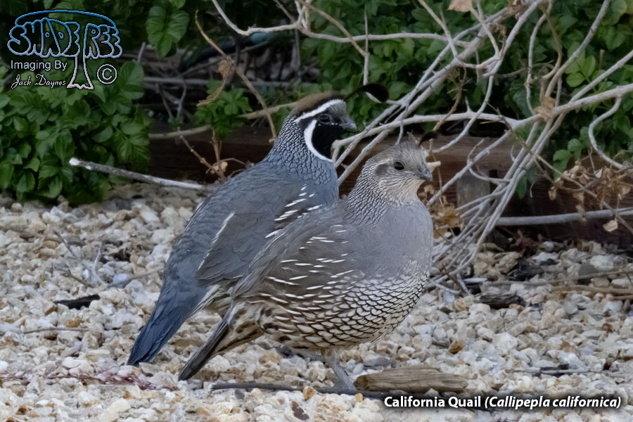 California Quail - Callipepla californica
