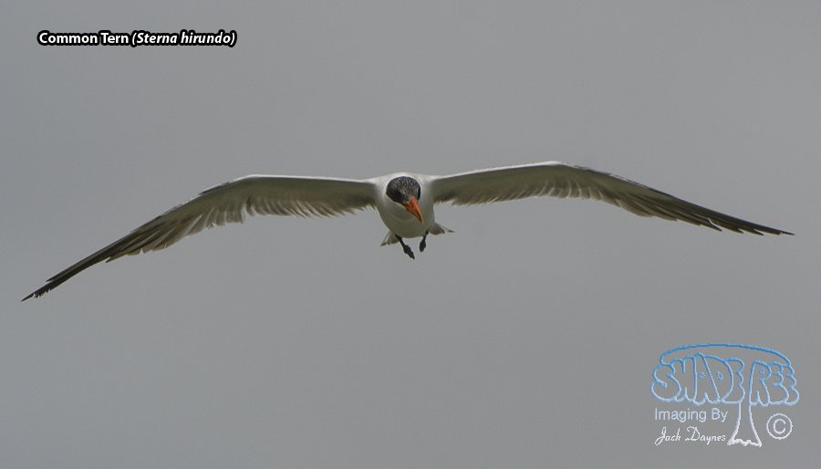 Caspian Tern - Hydroprogne caspia