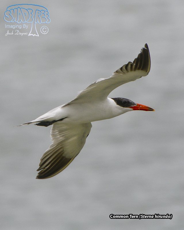 Caspian Tern - Hydroprogne caspia