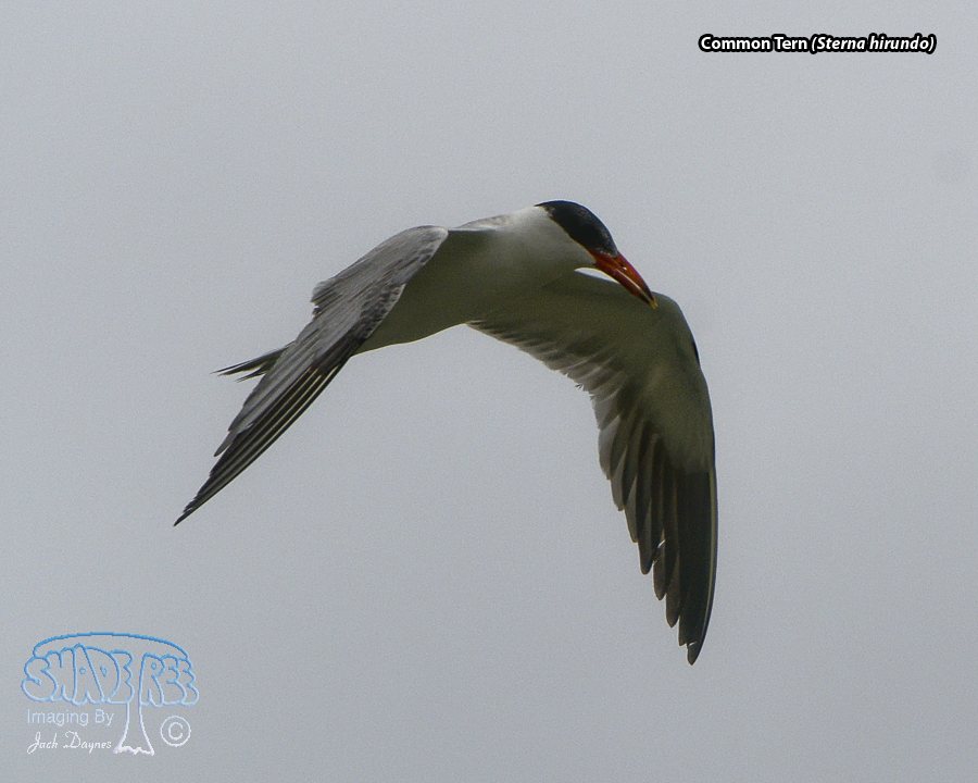 Caspian Tern - Hydroprogne caspia