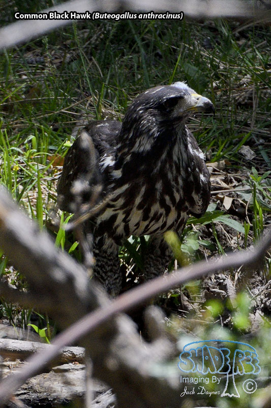 Common Black Hawk - Buteogallus anthracinus