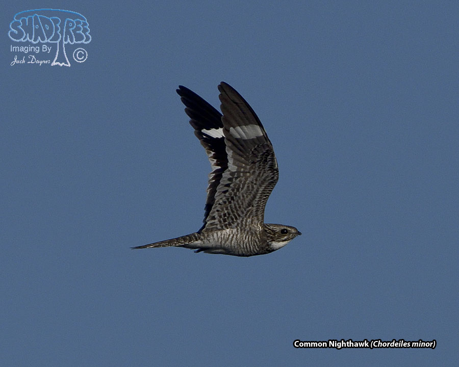 Common Nighthawk - Chordeiles minor