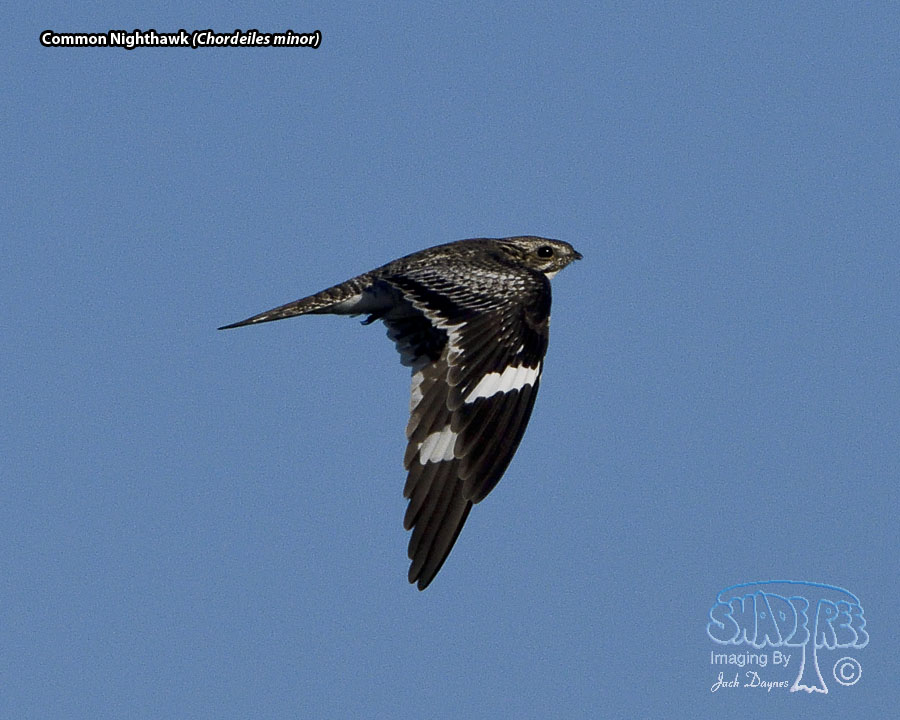 Common Nighthawk - Chordeiles minor