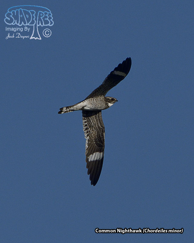 Common Nighthawk - Chordeiles minor