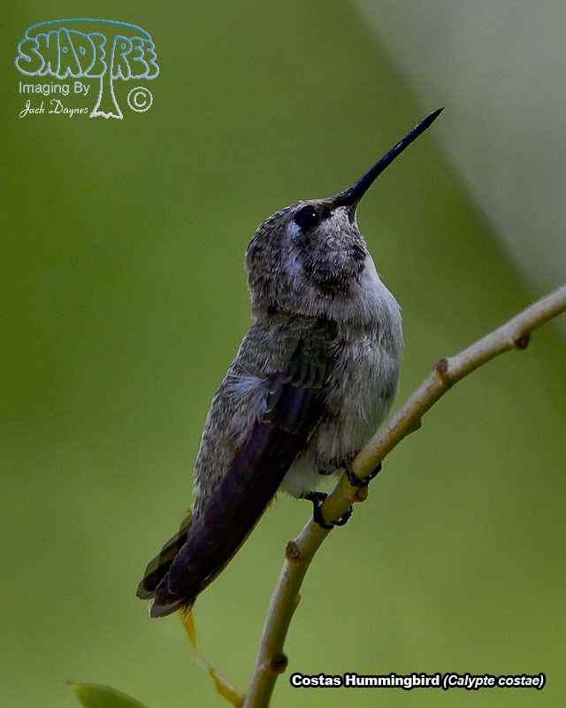 Broad-Tailed Hummingbird - Selasphorus platycercus