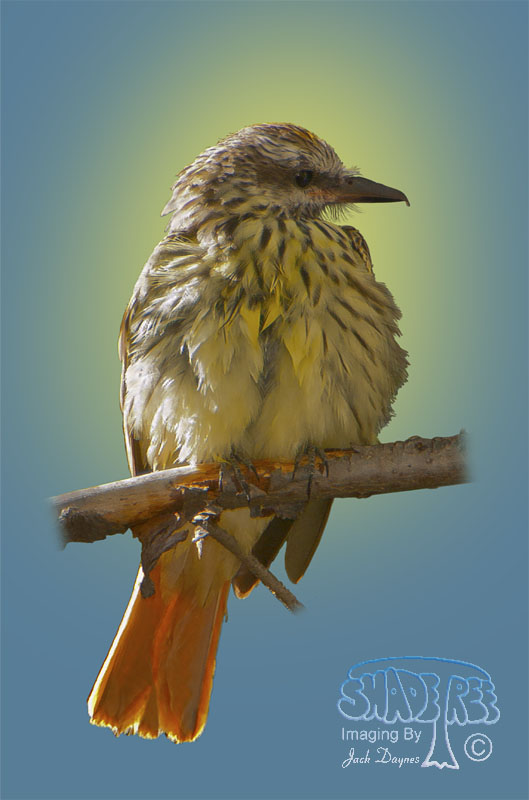 Sulphur-bellied Flycatcher - Myiodynastes luteiventris